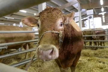 Retour sur la remise de prix à la foire aux bœufs de Pâques, au marché aux bestiaux